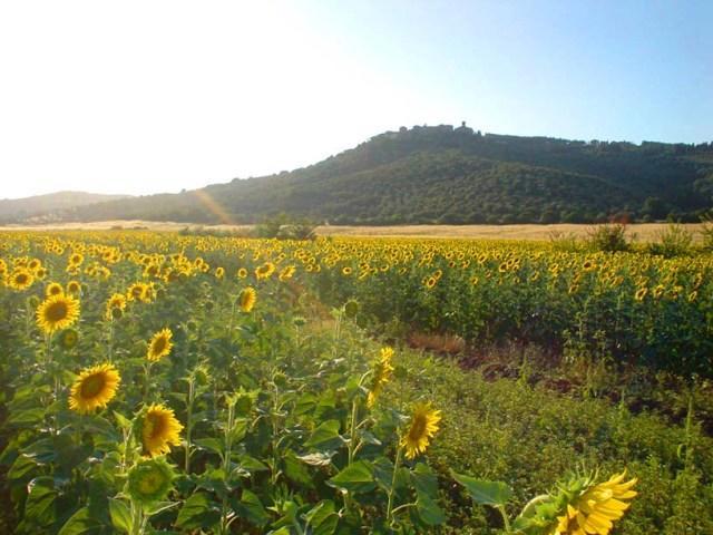 Вілла Agriturismo Lupo Vecchio Гроссето Екстер'єр фото